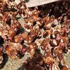 Laying hens - Cinnamon Queens 