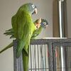 Blue Crown Conures and Lovebirds