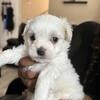 Thoroughbred Female Maltese Puppy