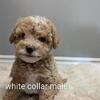 Toy poodle puppies