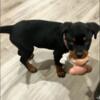 Purebred Female Rottweiler Puppy