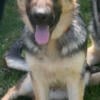 AKC registered German shepherd