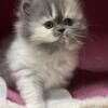 Persian Diute Calico Kitten CFA Pedigree Female