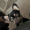Tri Frenchie for sale