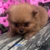 AKC MALE POMERANIANS