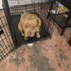 Adult female American bully available