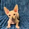 Purebred Sphynx Kittens Super Friendly