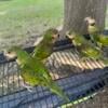 Baby Mustache Parakeets