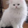 White Persian female kitten 
