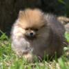 Pomeranian Puppy Female  Sable  DOB 3-6-24