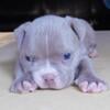 Amazing male bully pups