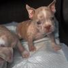 Wop Exotics Micro Bullies For Sale