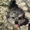 Maltipoo/Maltipom pup boy one year old