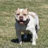 American Bully Male Dog For sale/Up for Adoption