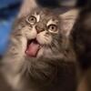Maine. Coon Kittens 