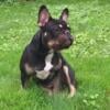 AKC blk tri French Bulldog