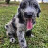 F1 Labradoodle Puppies future litter