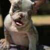 French bulldog male full akc