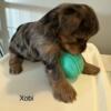 Merel Yorkie Male for sale