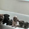 Shar pei pups
