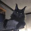 Iso Maine Coon Proven Stud for POL and cash