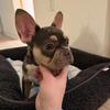 AKC French Bulldog - Tri Color Girl 6 mo.