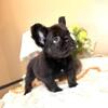 Black Fluffy French Bulldog Puppy
