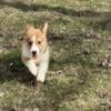 Pembroke welsh corgi puppies