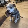 Pit pull puppy