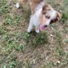 Toy Australian shepherd