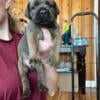 AKC Cane Corso litter fawn and formentino