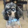 AKC Miniature Poodle Stud - Not for Sale.