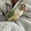 Green Cheek Conures