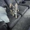 French bulldog stud AKC registered