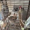Proven African grey pair