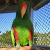 Red-sided Male Eclectus