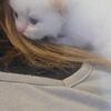 Flame point Ragdoll
