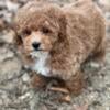 Toy poodle looking for her forever home