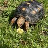 Red Footed Tortoise!!!