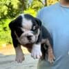 English bulldog male