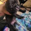 Black female Frenchton puppy Trade PLEASE READ THE WHOLE THING