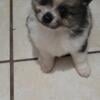 Pomeranian male puppys