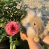 Lionhead Dwarf Bunnies