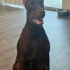 Doberman puppies due agust 2024