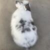 Dwarf Hotot bunny (doe)