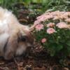 Sweetest Holland Lop Bunnies