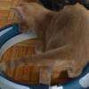 Orange Tabby kitten, male, 3-month-old, for sale