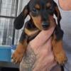 Dachshund Puppy Orlando FL