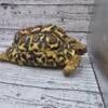 Leopard tortoise, 6 inch