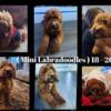 Miniature  Labradoodle puppies